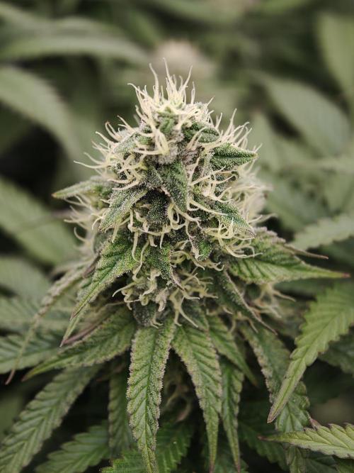 Zingatsu OSS. Week 11