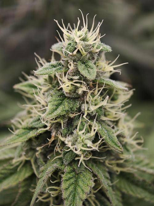 Zingatsu OSS. Week 11