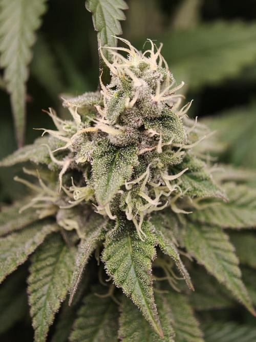 Zingatsu OSS. Week 11