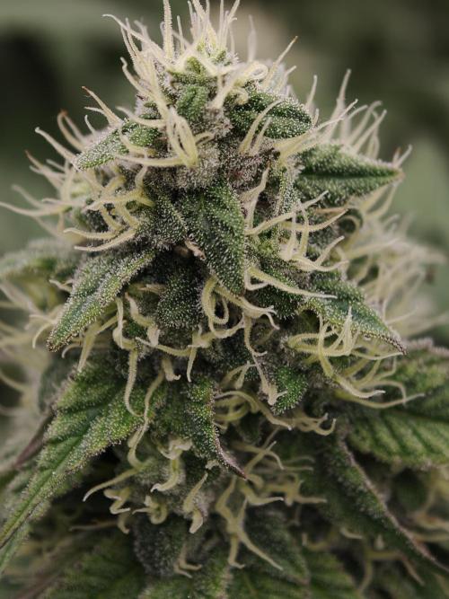 Zingatsu OSS. Week 11