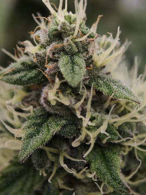 Zingatsu OSS. Week 11