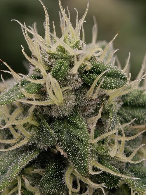 Zingatsu OSS. Week 11