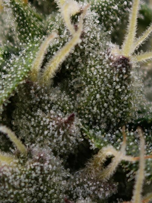 Zingatsu OSS. Week 11