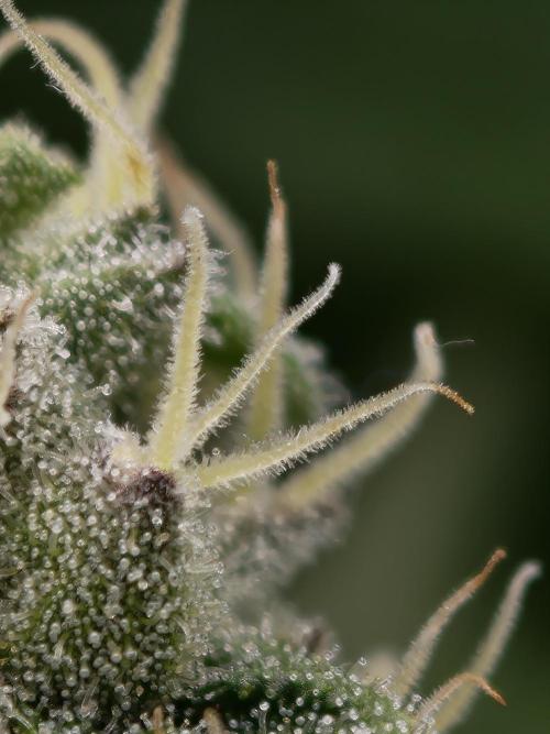 Zingatsu OSS. Week 11