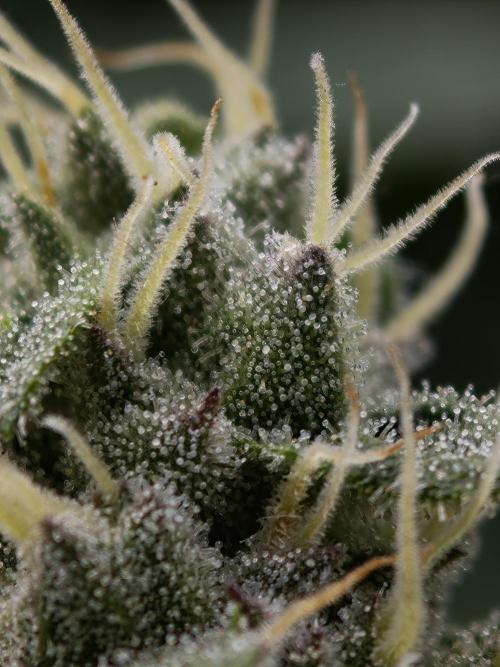 Zingatsu OSS. Week 11