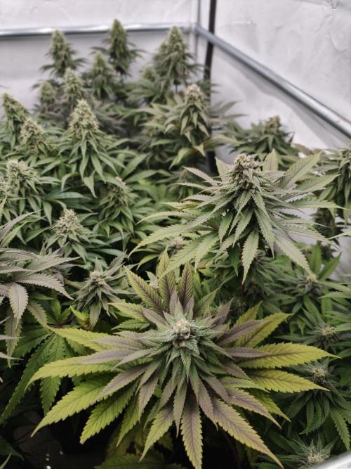 Banana Fumes OSS. Week 10