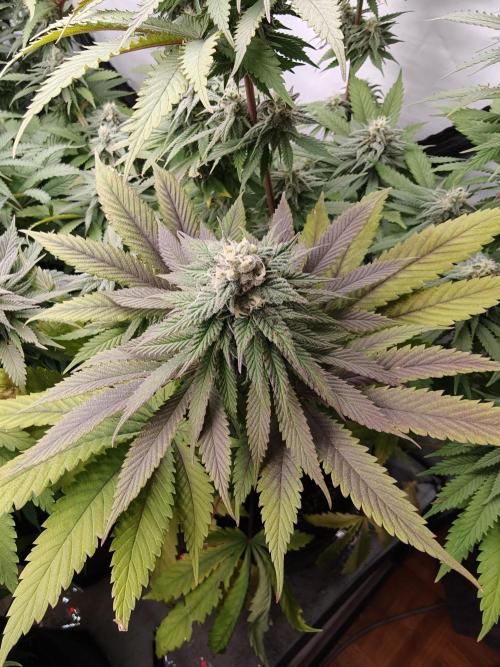 Banana Fumes OSS. Week 10