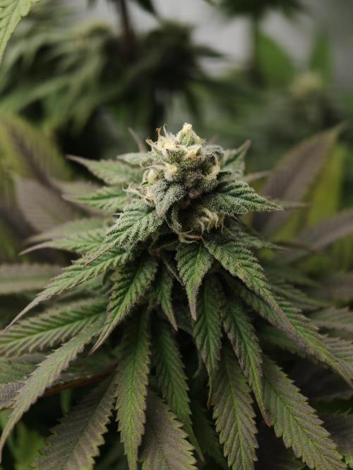 Banana Fumes OSS. Week 10