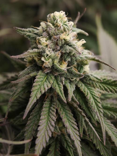 Banana Fumes OSS. Week 10