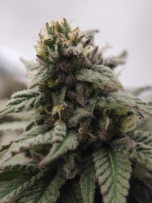 Banana Fumes OSS. Week 10