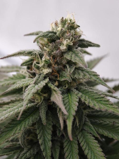 Banana Fumes OSS. Week 10