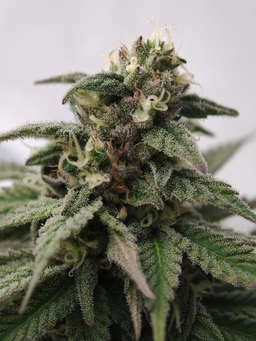 Banana Fumes OSS. Week 10