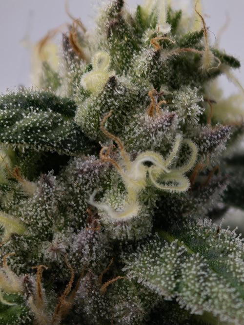 Banana Fumes OSS. Week 10