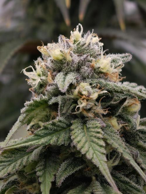 Banana Fumes OSS. Week 10