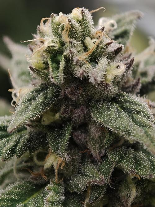 Banana Fumes OSS. Week 10