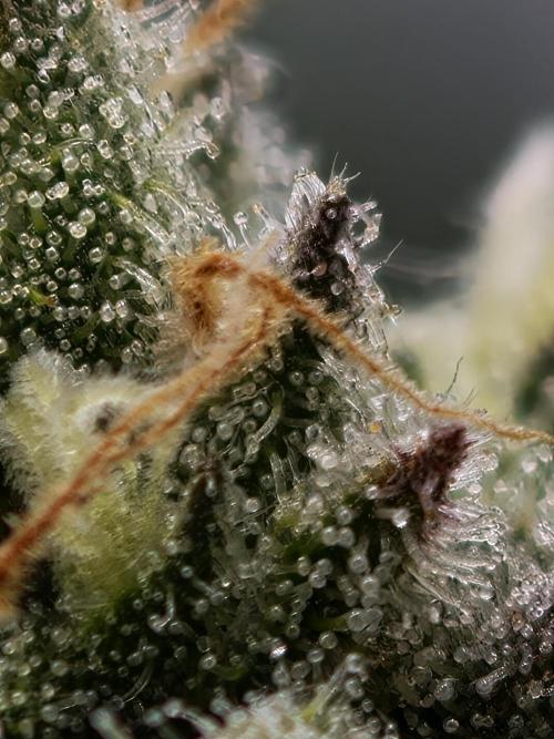 Banana Fumes OSS. Week 10