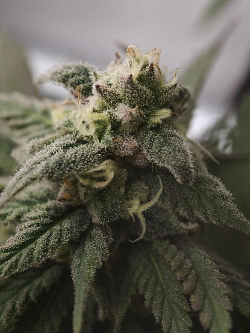 Banana Fumes OSS. Week 10