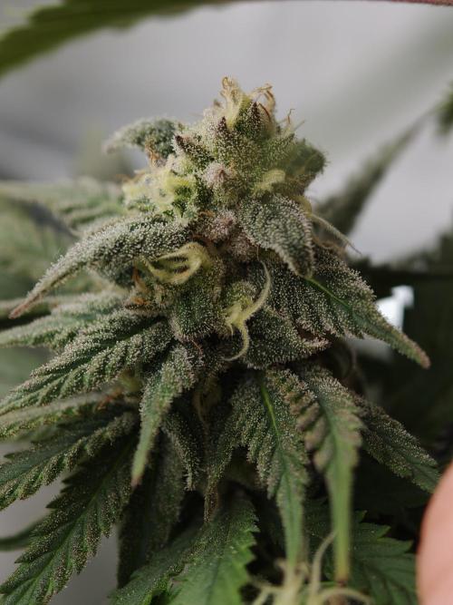 Banana Fumes OSS. Week 10