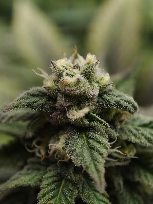 Banana Fumes OSS. Week 10