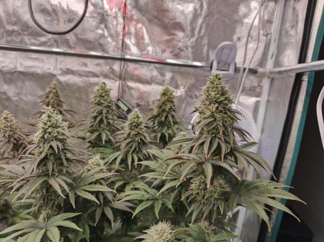 Polar Gelato SS. Week 12