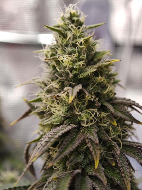 Polar Gelato SS. Week 12