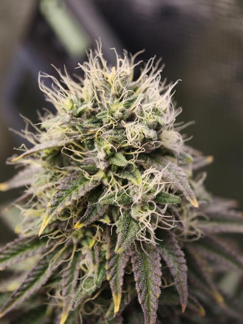 Polar Gelato SS. Week 12