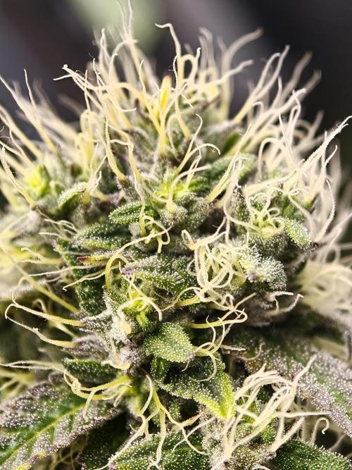 Polar Gelato SS. Week 12