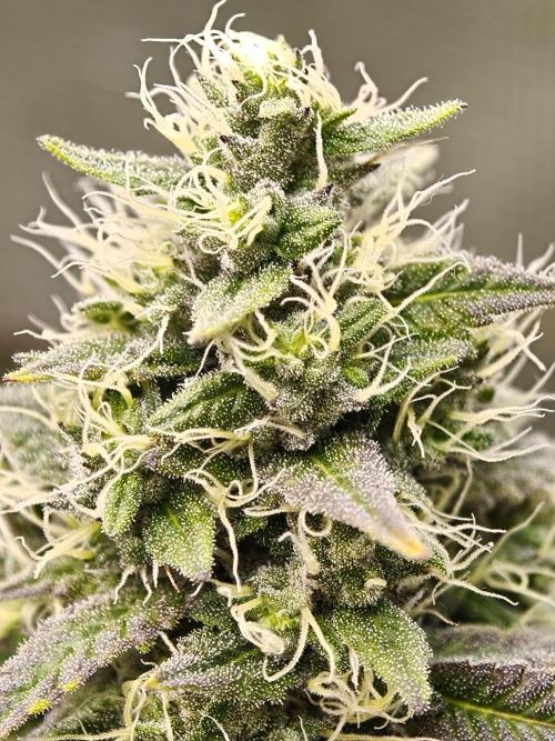 Polar Gelato SS. Week 12