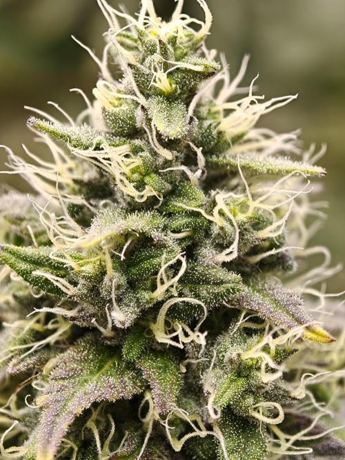 Polar Gelato SS. Week 12