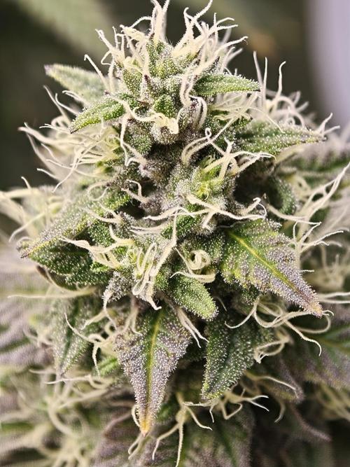 Polar Gelato SS. Week 12