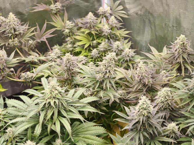 Purple Overload OSS. Week 12