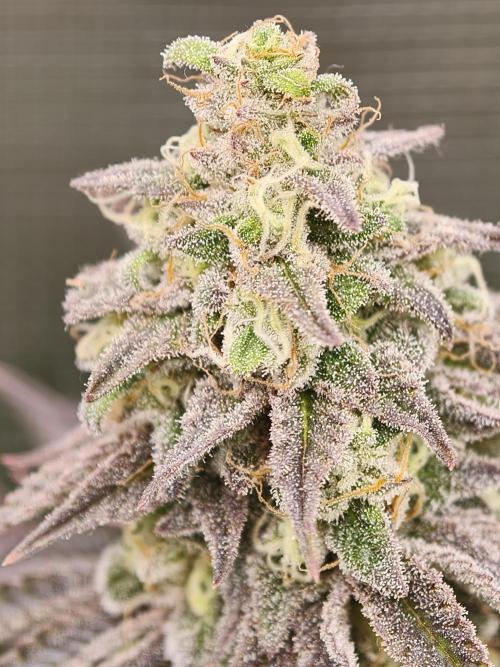 Purple Overload OSS. Week 12