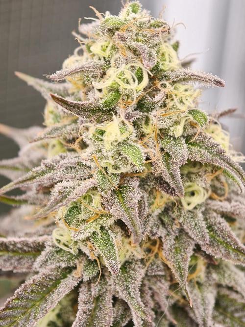 Purple Overload OSS. Week 12