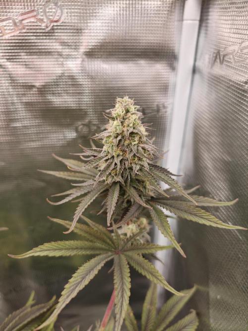 Purple Overload OSS. Week 12