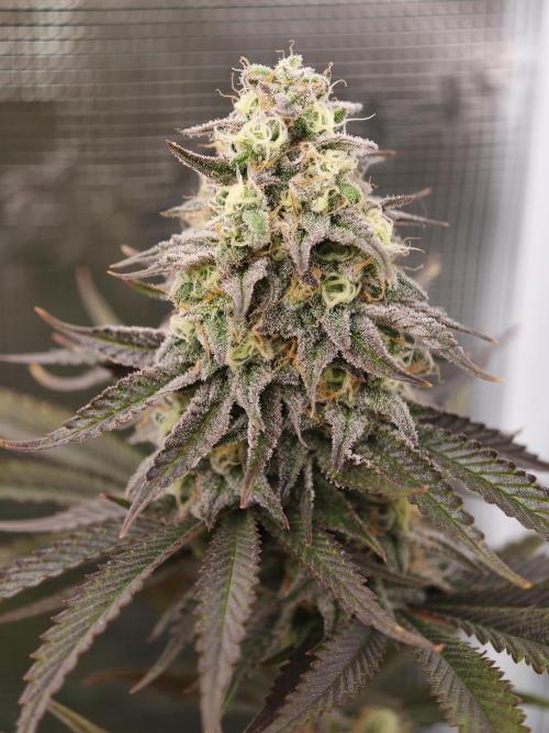 Purple Overload OSS. Week 12