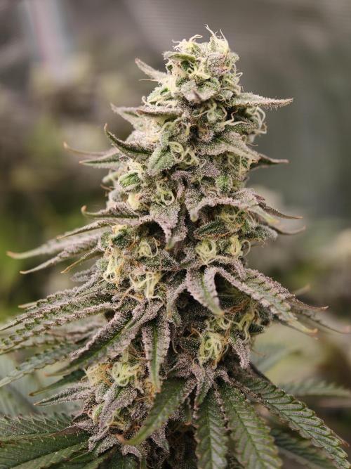 Purple Overload OSS. Week 12