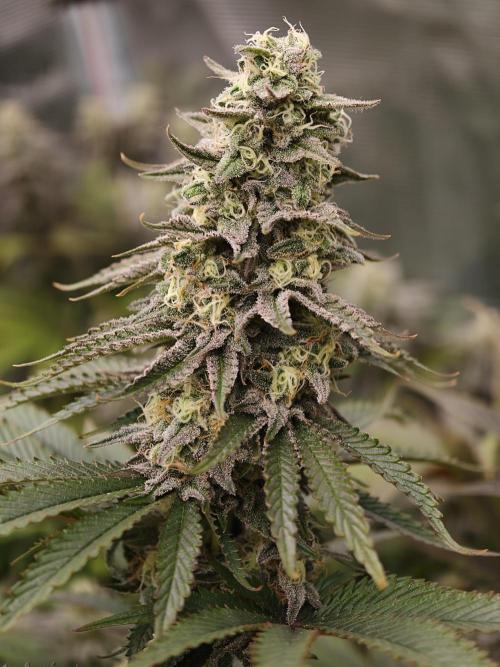 Purple Overload OSS. Week 12