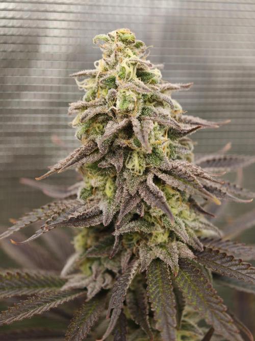 Purple Overload OSS. Week 12