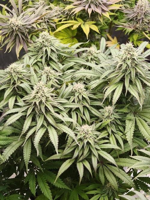 Papaya Stank OSS. Week 12