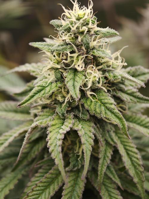 Papaya Stank OSS. Week 12