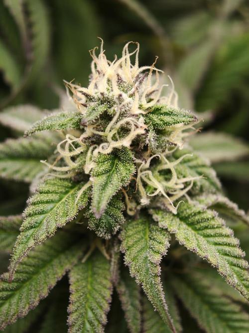 Papaya Stank OSS. Week 12