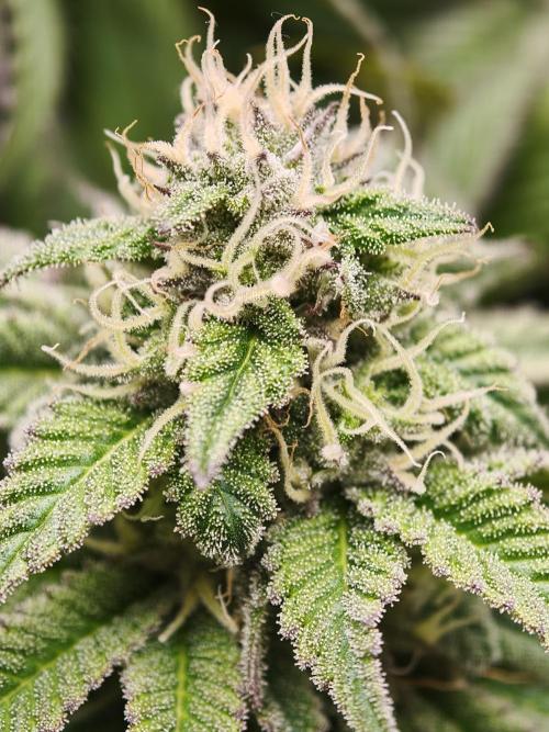 Papaya Stank OSS. Week 12