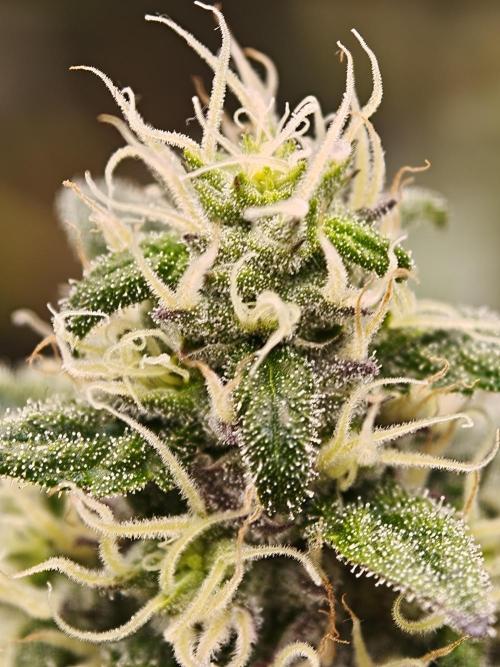 Papaya Stank OSS. Week 12