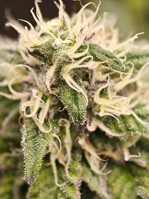 Papaya Stank OSS. Week 12