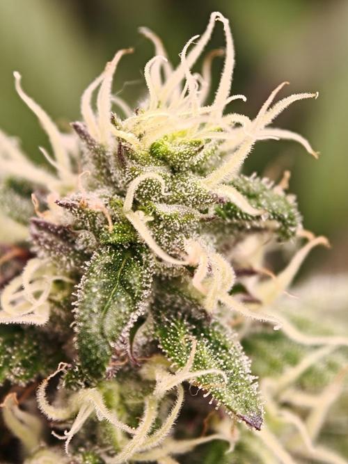 Papaya Stank OSS. Week 12