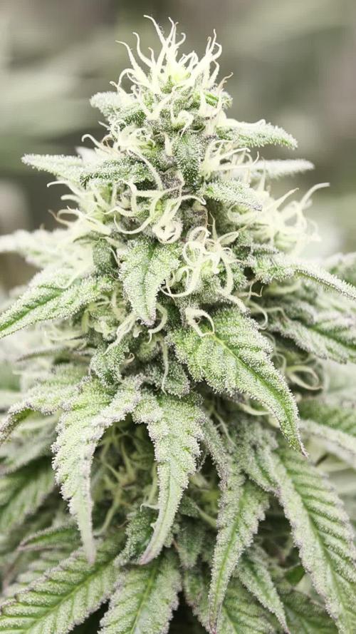 Papaya Stank OSS
