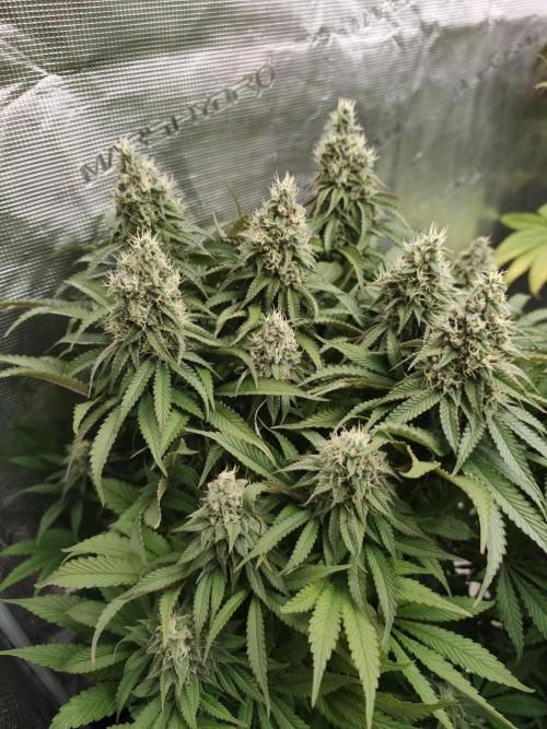 Zingatsu OSS. Week 12