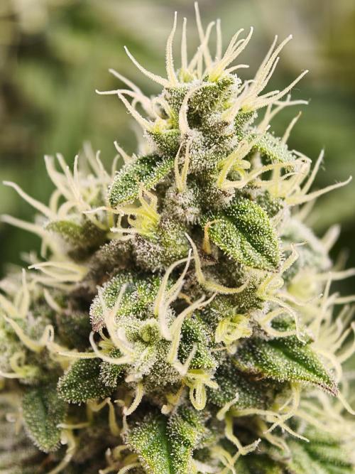 Zingatsu OSS. Week 12