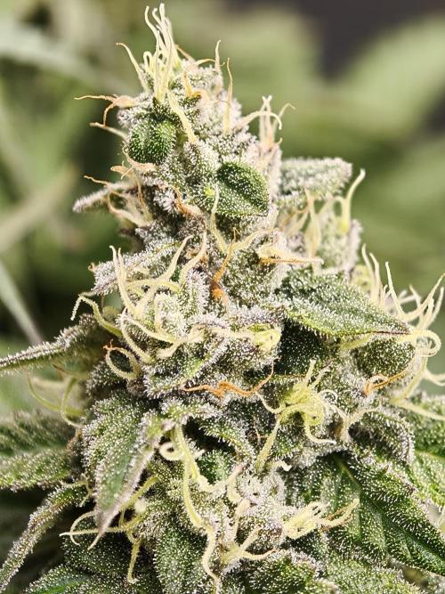 Zingatsu OSS. Week 12