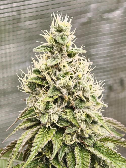 Zingatsu OSS. Week 12